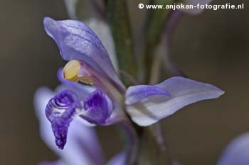 lesbos-orchid-Limodorum.jpg